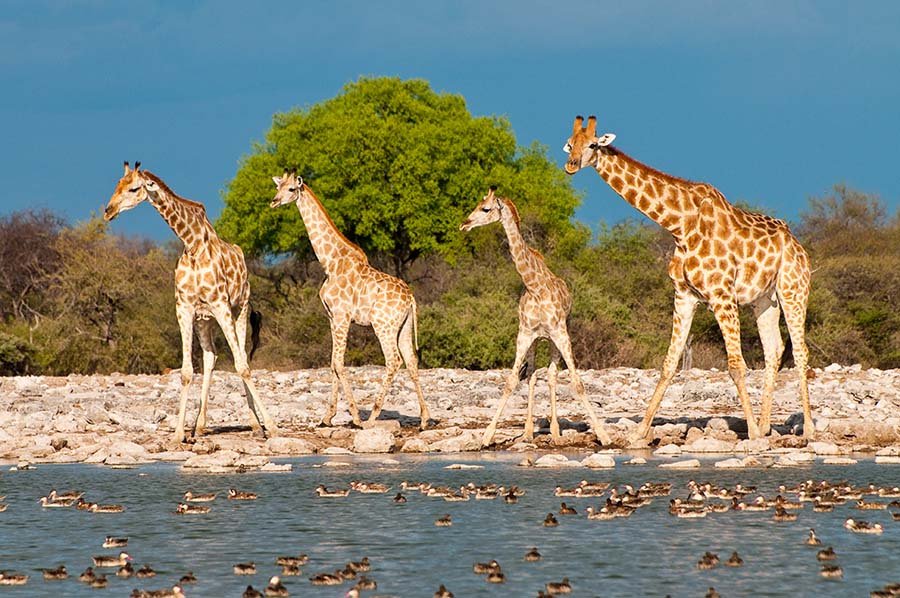 Giraffen im Etosha Nationalpark, Namibia 2011.
